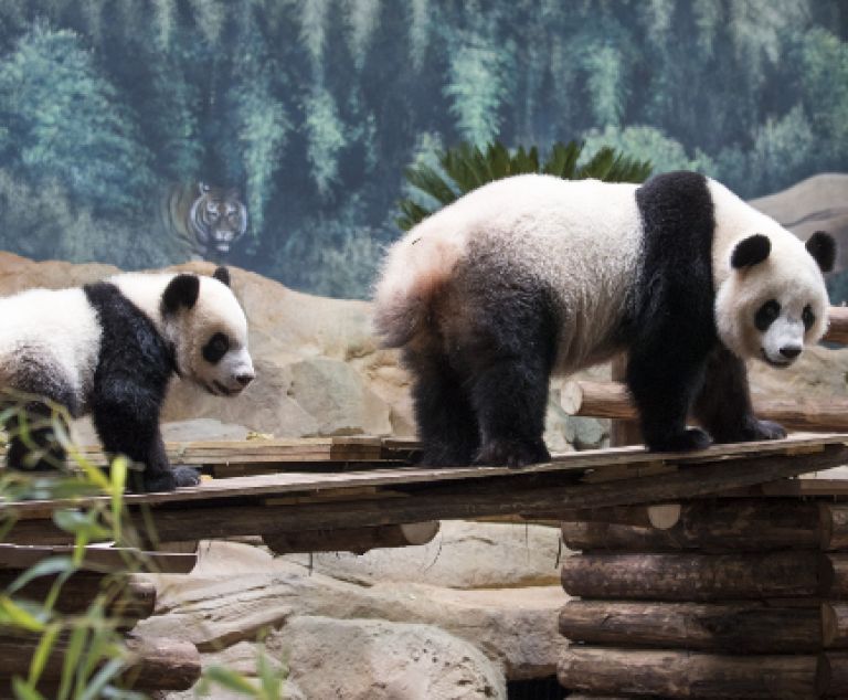 Week-end zoo de Beauval