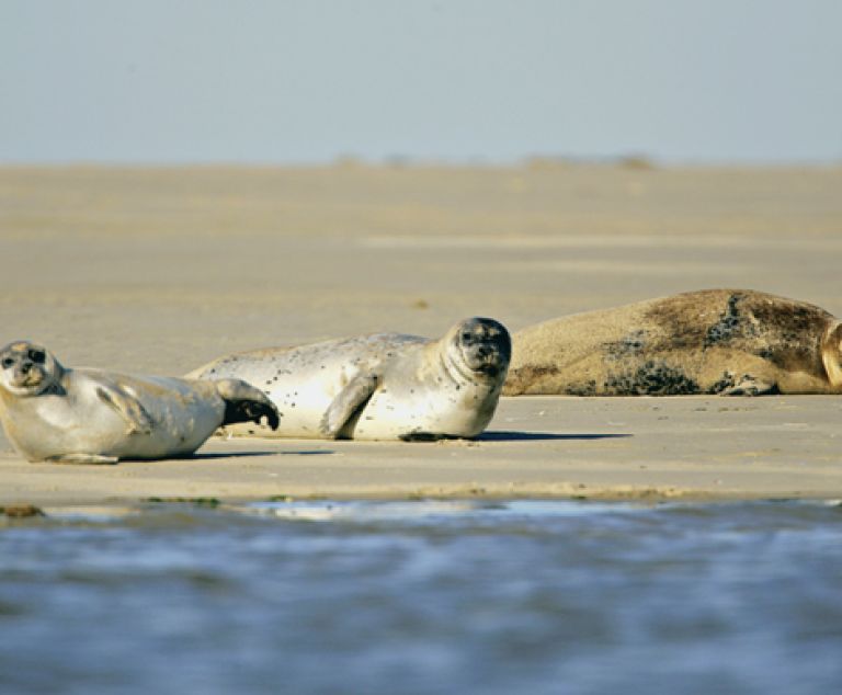 Berck sur Mer & la Baie de Somme