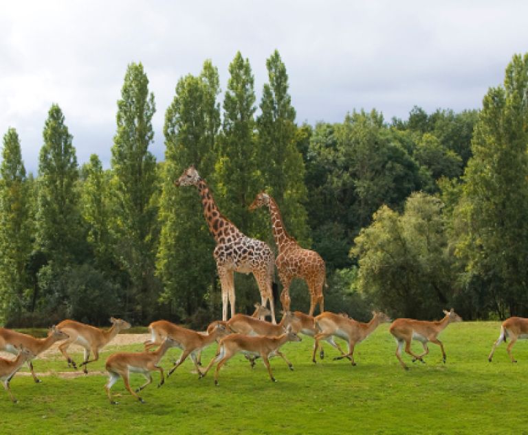 Zoo et parc de Thoiry & concert de Yannick Noah