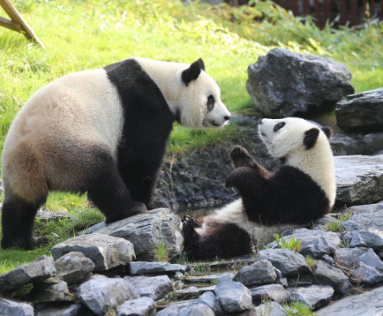 Pairi Daiza, élu meilleur zoo d'Europe