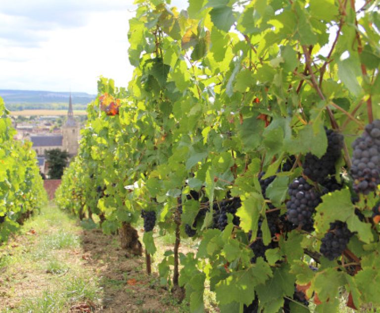 Reims et le vignoble champenois