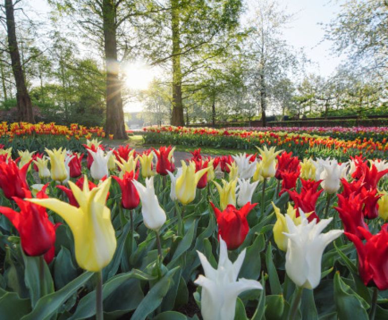 Parc floral Keukenhof