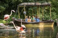 Les flamands rose de Bellewaerde.