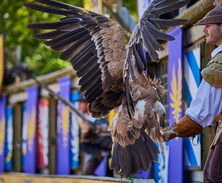 Spectacle avec des faucons au Puy du Fou.