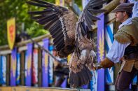 Spectacle avec des faucons au Puy du Fou.