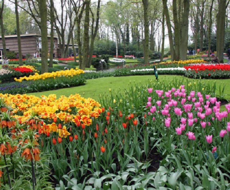 Les tulipes de Keukenhof.