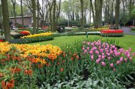 Les tulipes de Keukenhof.