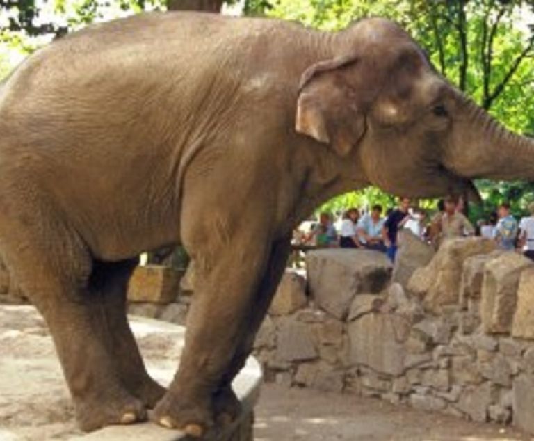 L'éléphant au zoo d'Anvers.