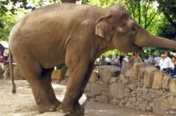 L'éléphant au zoo d'Anvers.