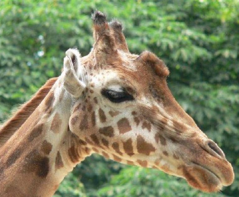 La girafe au zoo d'Anvers.