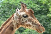 La girafe au zoo d'Anvers.