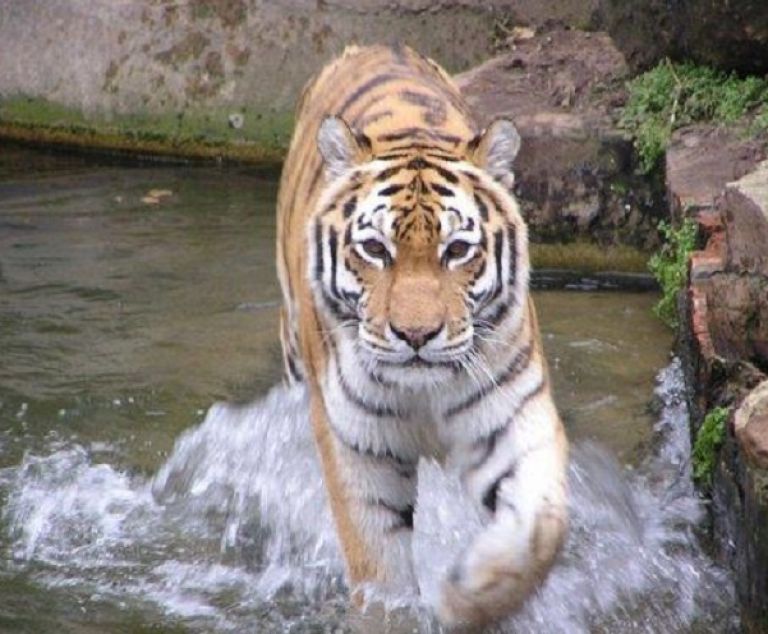 Le tigre au zoo d'Anvers.