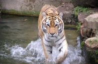 Le tigre au zoo d'Anvers.