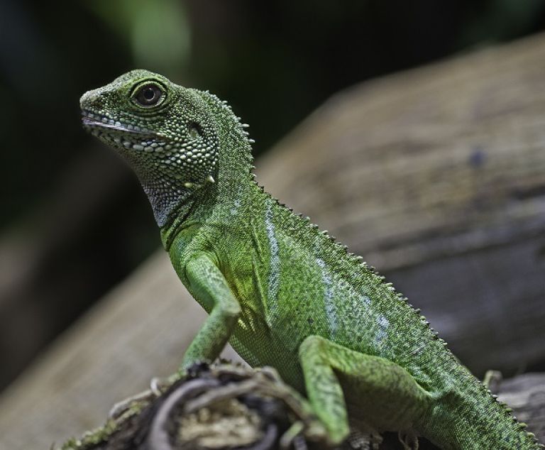 Un lézard du zoo de Thoiry.