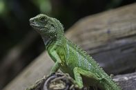 Un lézard du zoo de Thoiry.