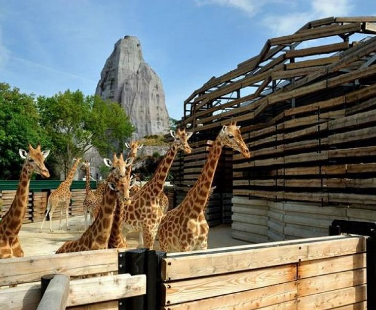 Les girafes de Vincennes.