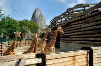 Les girafes de Vincennes.