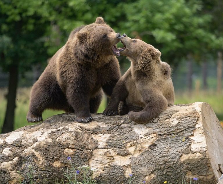 La colline aux ours.