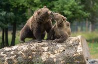 La colline aux ours.