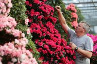 La cueillette de l'azalée.