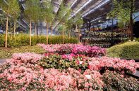 Les floralies de Gand.